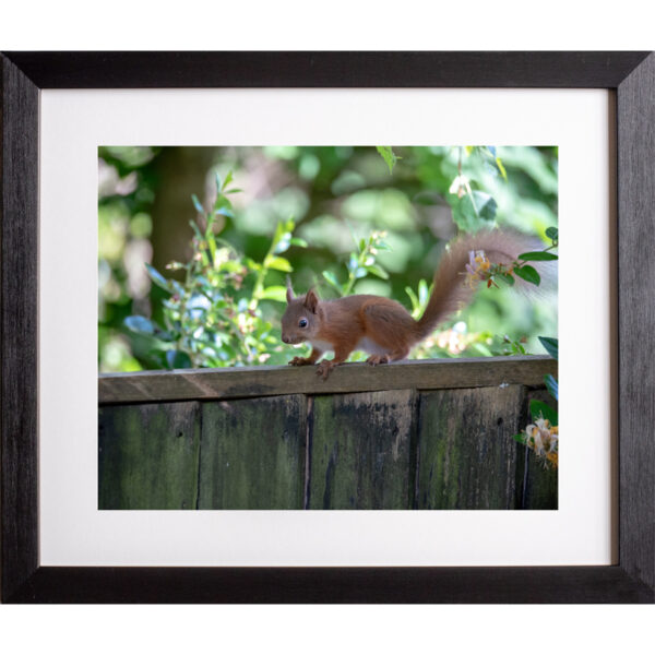 Baby red squirrel photograph Isle of Wight